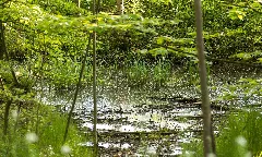 2017 05 16 Naturdenkmal Weiher 2