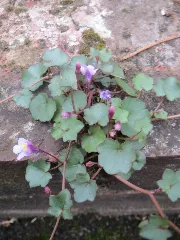 20170508Cymbalaria Muralis1
