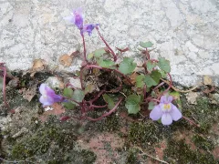 20170508Cymbalaria Muralis2