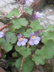 20170508Cymbalaria Muralis3