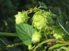 20170901Humulus Lupulus2