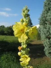 20170903Verbascum Thapsus2