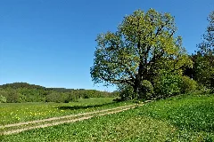 2018 05 06 Fünfmarkstückeiche, Kierspe, Nrw 06