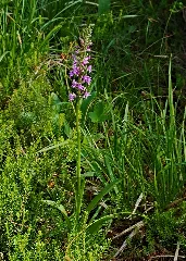 2018.06.22. 02 Weissenbach Am Lech Muecken Haendelwurz