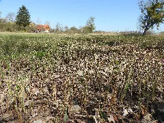 2018040604 W Nsg Sauscholle