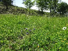 2018052606 W Steppenheide Hardt