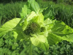20180915Cirsium Oleraceum3