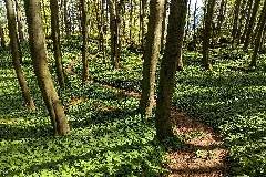 2019 04 22 112107 Naturwald Saubrink Oberberg