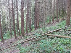 2019 06 14 Altenahr Langfigtal (71)