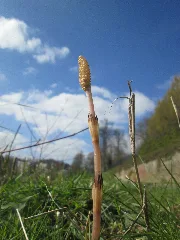 20190326 Equisetum Arvense 1