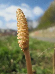 20190326 Equisetum Arvense 2