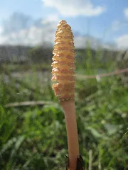 20190326 Equisetum Arvense 3