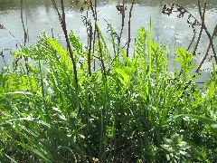 20190326 Tanacetum Vulgare 1