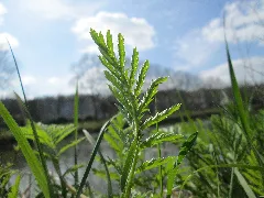 20190326 Tanacetum Vulgare 2