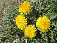 20190326 Taraxacum Sect. Ruderalia 1