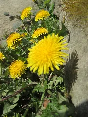 20190326 Taraxacum Sect. Ruderalia 2