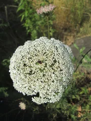 20190717Daucus Carota2