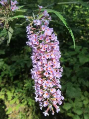 20190830Buddleja Davidii1