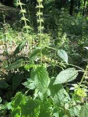 20190830Stachys Sylvatica1