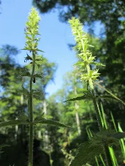 20190830Stachys Sylvatica2