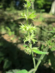 20190830Stachys Sylvatica3