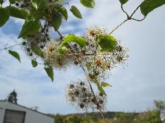 20190922Clematis Vitalba2