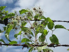 20190922Clematis Vitalba3