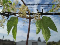 20190922Humulus Lupulus3