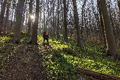 2020 04 05 102019 Naturwald Saubrink Oberberg