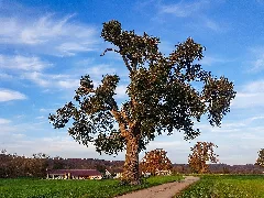 20201031 1610 Eichengruppe Bei Obereschelbach