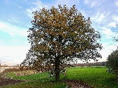 20201031 1626 Eiche In Untereschelbach