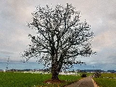 20201230 Nd Eichenzwilling Zwischen Kiern Und Kastenlemoos Bgk