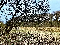 2021 12 10 Nsg Sumpfgebiet Im Ölbachtal (Leverkusen Pattscheid) Photo 02