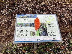 2021 12 10 Nsg Sumpfgebiet Im Ölbachtal (Leverkusen Pattscheid) Photo 06