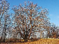20210227 Nd Eiche Mettenheim Haubing Mü