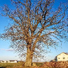 20210227 Nd Eiche Nördlich Von Neufahrn Mü