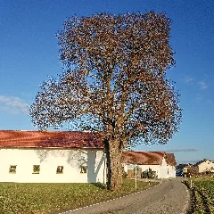 20210227 Nd Linde Am Ortsende Von Lochheim Mü