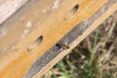 20210403 Apis Mellifera