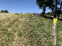2022 06 16 Bergischer Panoramasteig Etappe 12 Foto 13
