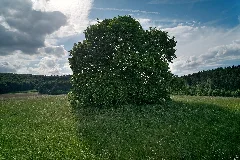 20220528 Linde Am Breinsberg (End) Dji 0276