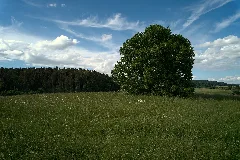20220528 Linde Am Breinsberg (End) Dji 0277