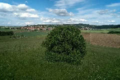 20220528 Linde Am Breinsberg (End) Dji 0279