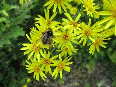 20240710Jacobaea Vulgaris1