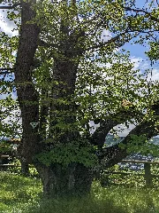 220610 Spangenberg Nd 634.504