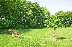 25104100007M001 Syke Wallanlagen Mit Baumbestand
