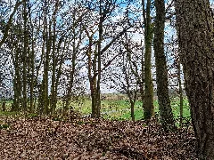 335 Waldstück Im Schippen Bei Louisendorf