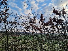 338 Waldstück Im Schippen Bei Louisendorf