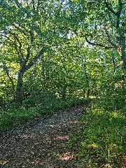 378 Im Wald Bei Hage