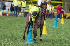 4Ème Manche Du Championnat Suisse De Pony Games 2013 25082013 Laconnex 13