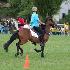 4Ème Manche Du Championnat Suisse De Pony Games 2013 25082013 Laconnex 17